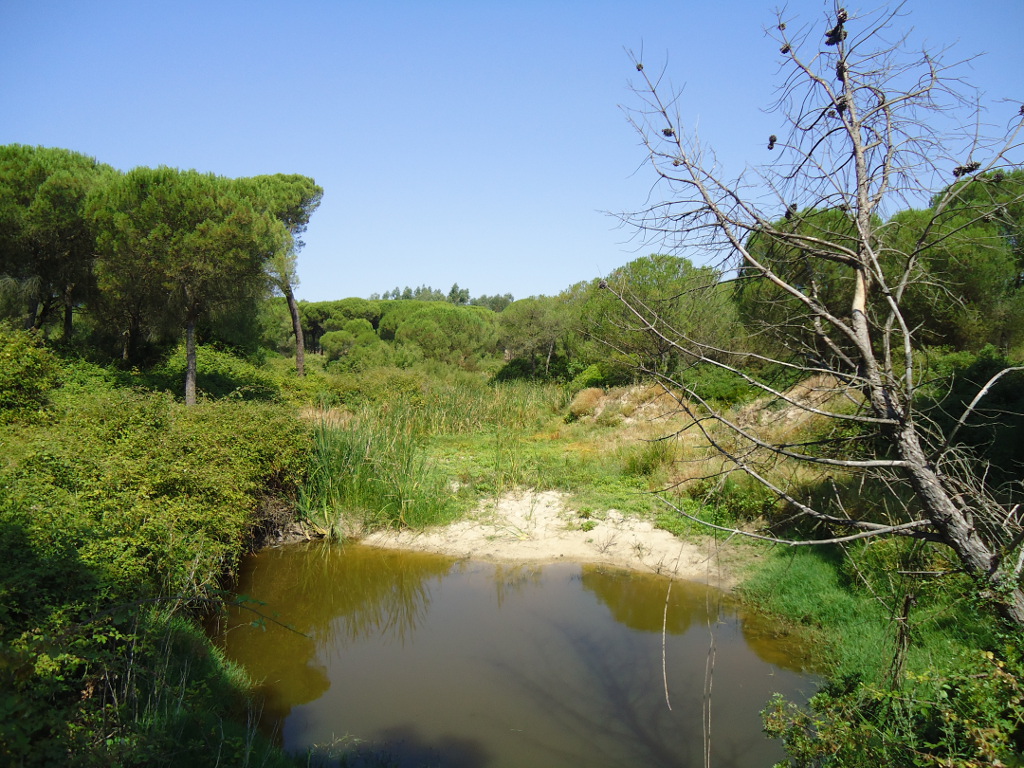 Restauración ambiental de cauces y espacios degradados en el Condado de Huelva