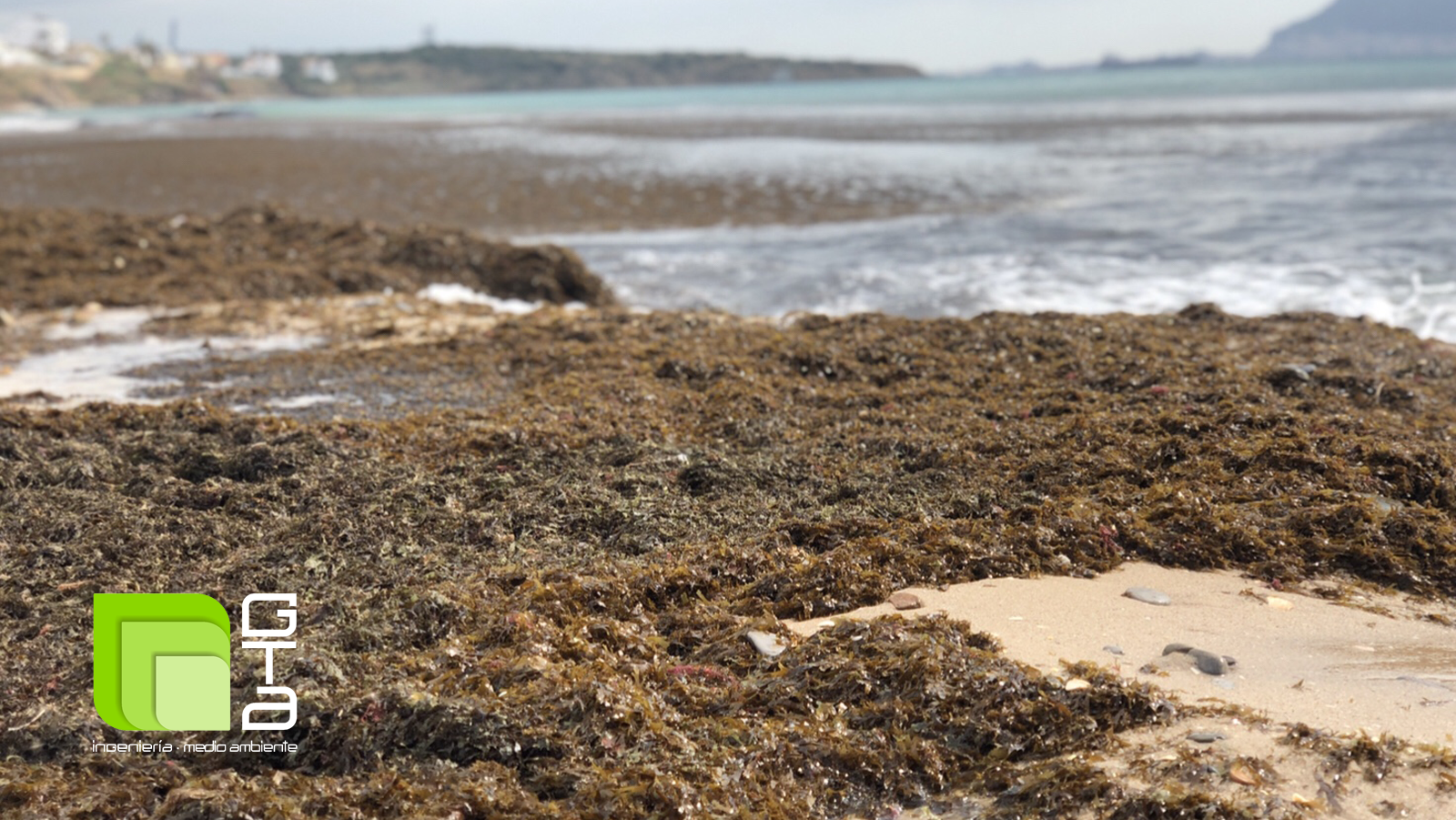 Algas invasoras en el litoral andaluz