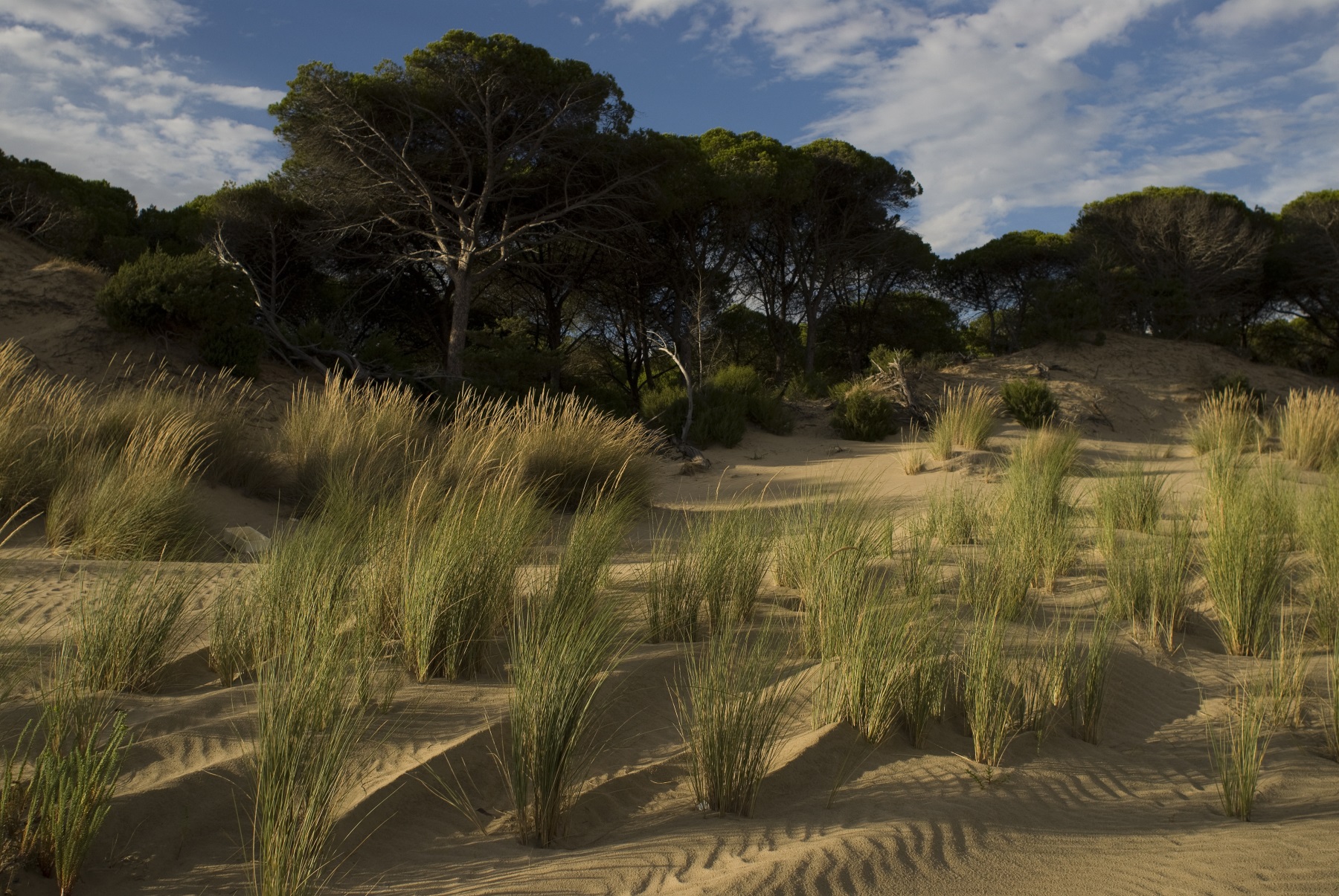 España vuelve a situarse como el país con más superficie en red Natura 2000