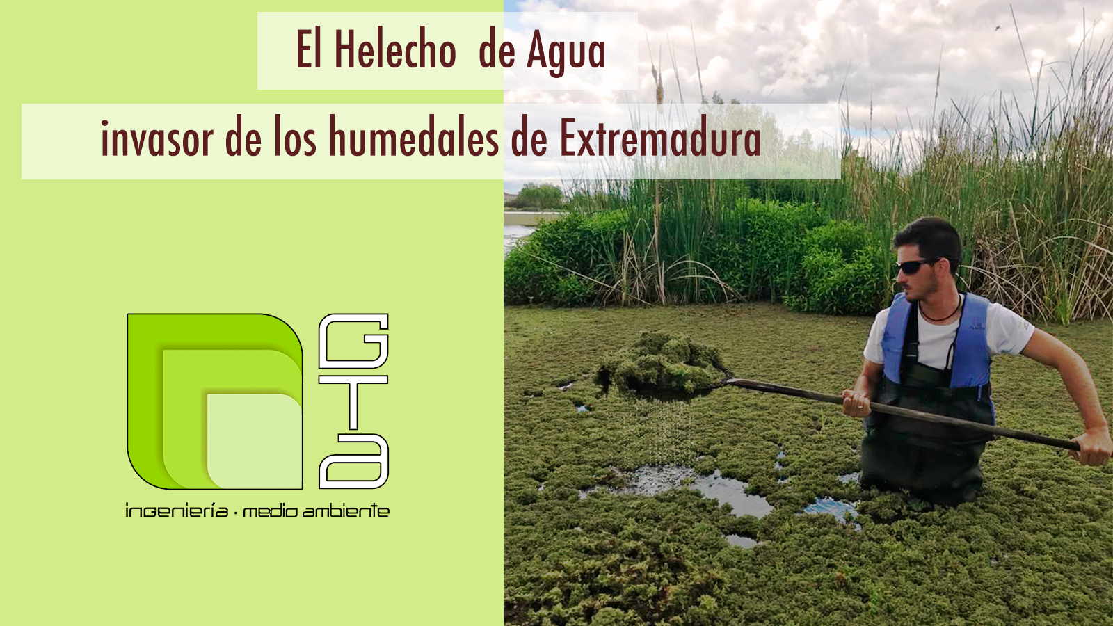 El Helecho de Agua invade los humedales de Extremadura