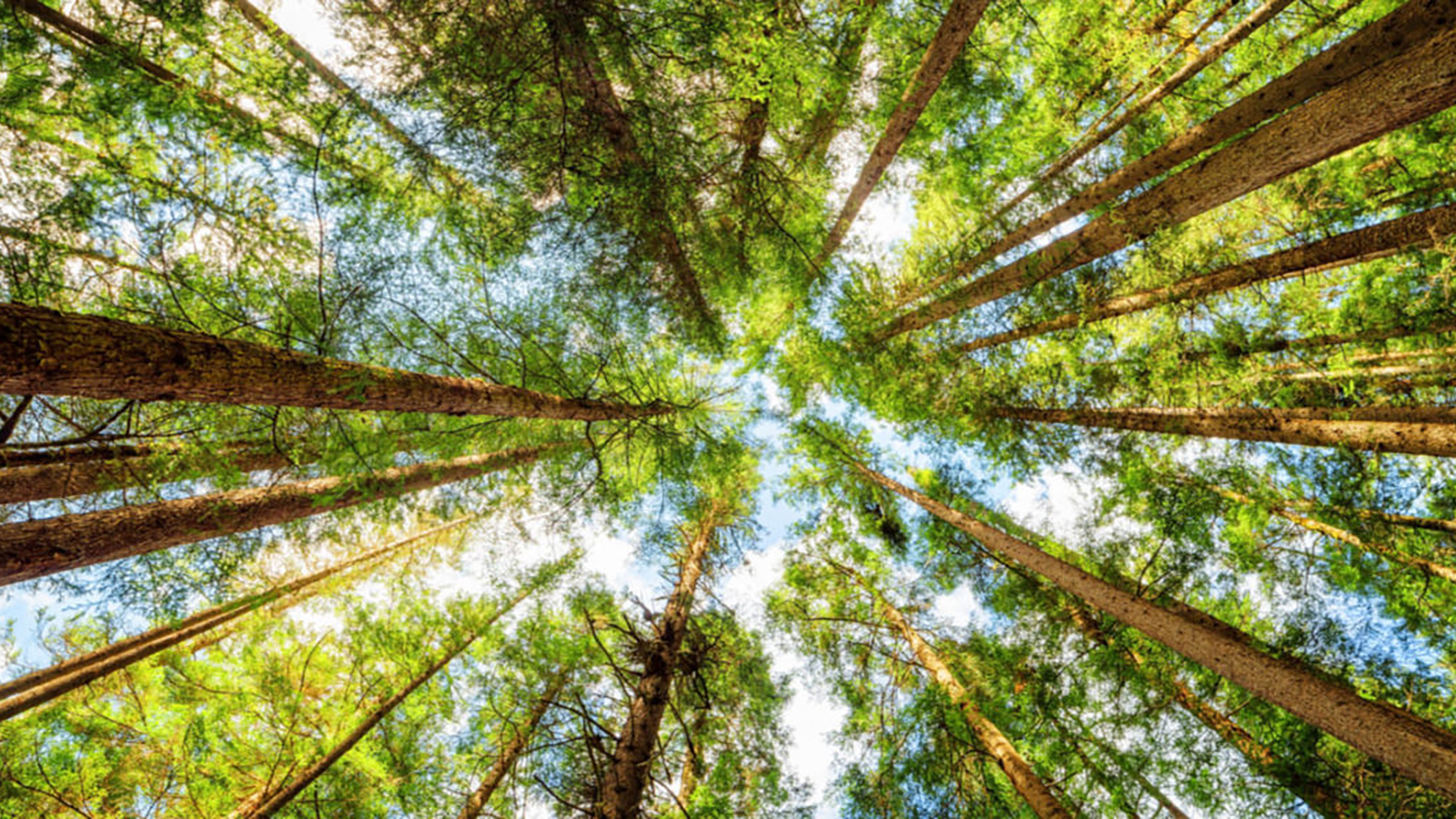 La gestión de los bosques como sumideros de CO2 contra el cambio climático